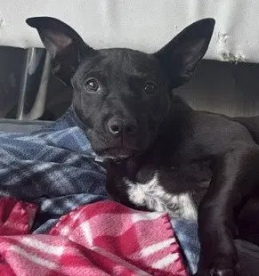 Chai - Labrador Retriever