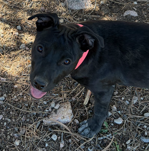 Hippo, an adoptable Labrador Retriever in Evergreen, CO