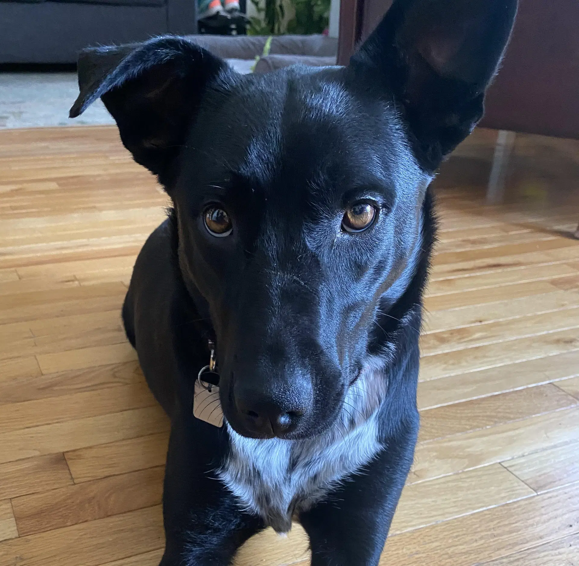 Molly - Australian Cattle Dog/Blue Heeler