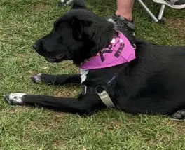 Molly image 2