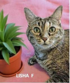 Lisha