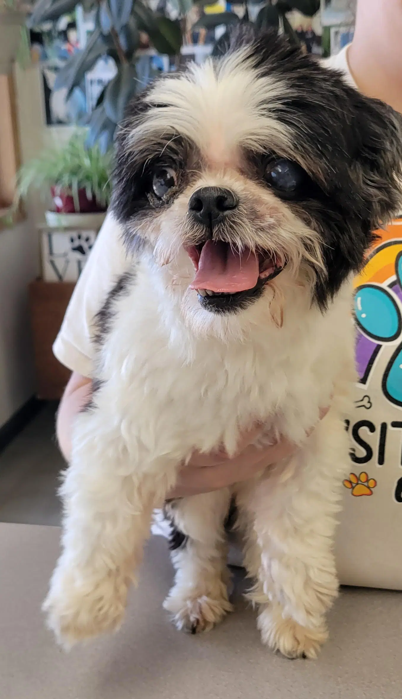 Panda - Shih Tzu