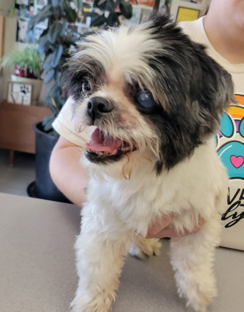 Panda, photo 9