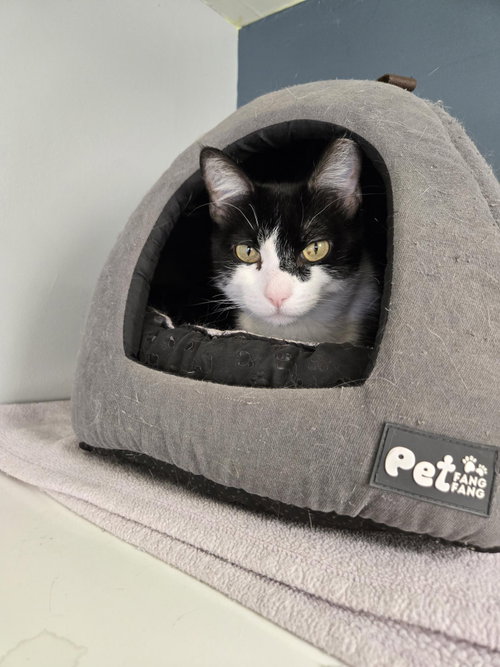 Izzy, an adoptable Domestic Short Hair in Evergreen, CO
