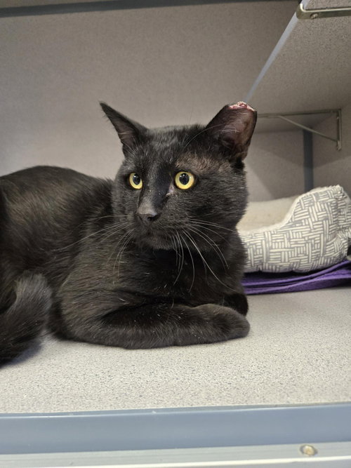 Joseph, an adoptable Domestic Short Hair in Evergreen, CO