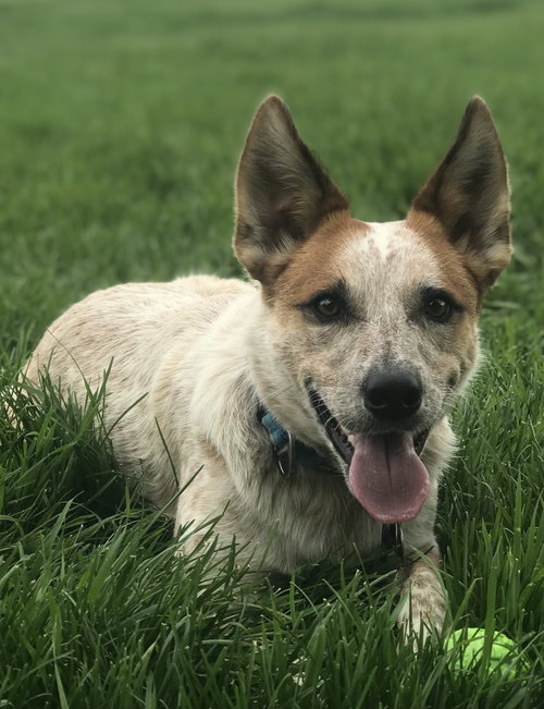 Kitsune Courtsey Listing, an adoptable Australian Cattle Dog in Evergreen, CO