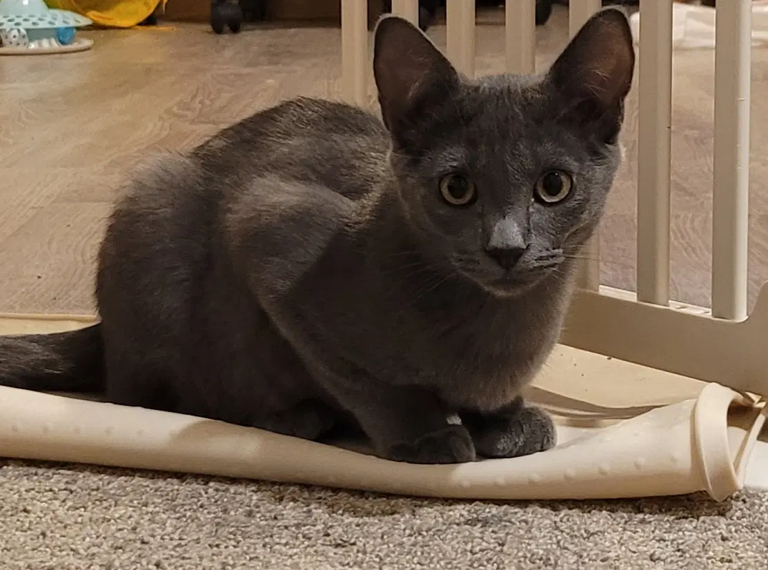 Fig - Domestic Short Hair
