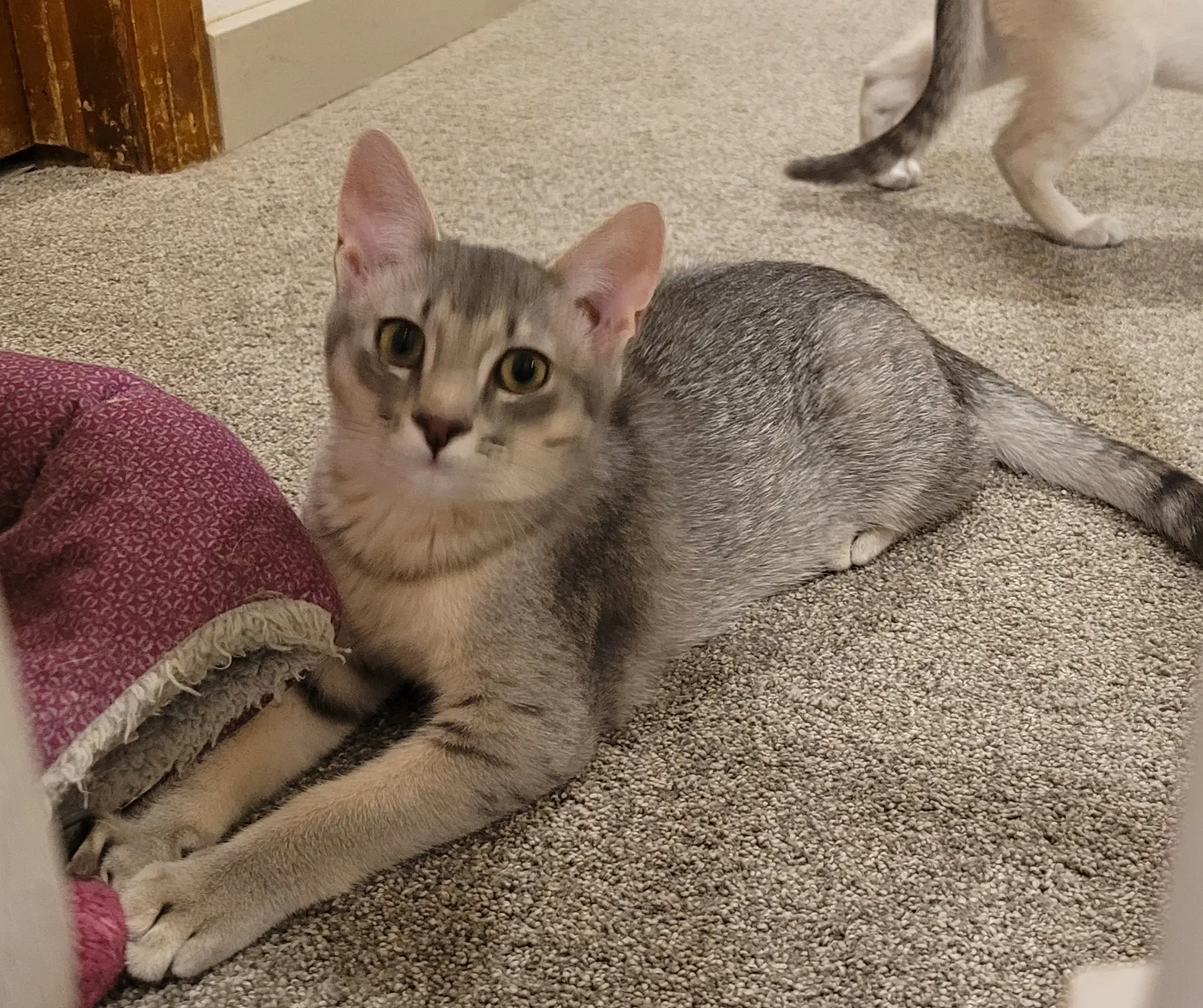 Grape - Domestic Short Hair