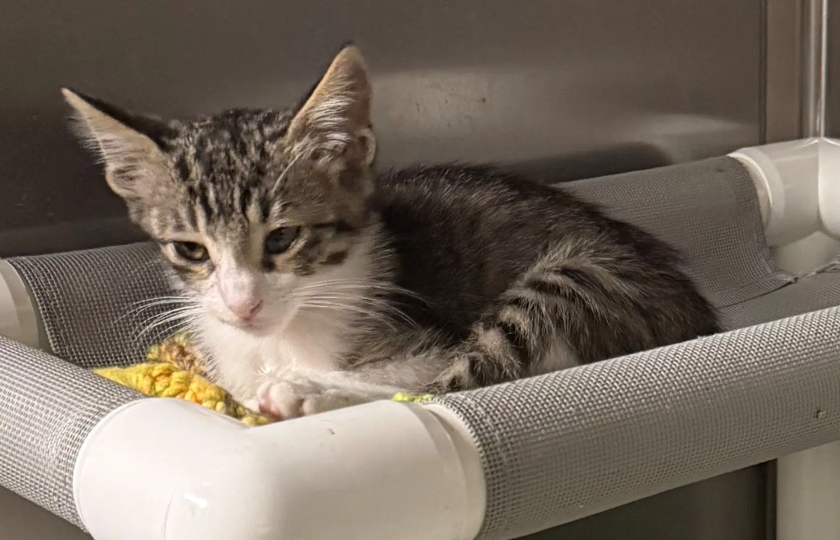 Eric - Domestic Short Hair