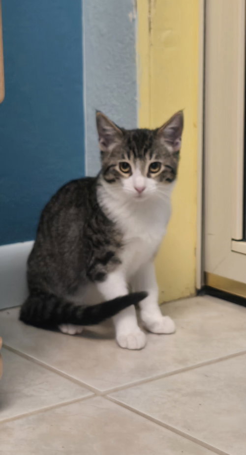 Eric, a cat for adoption from Evergreen Animal Protective League