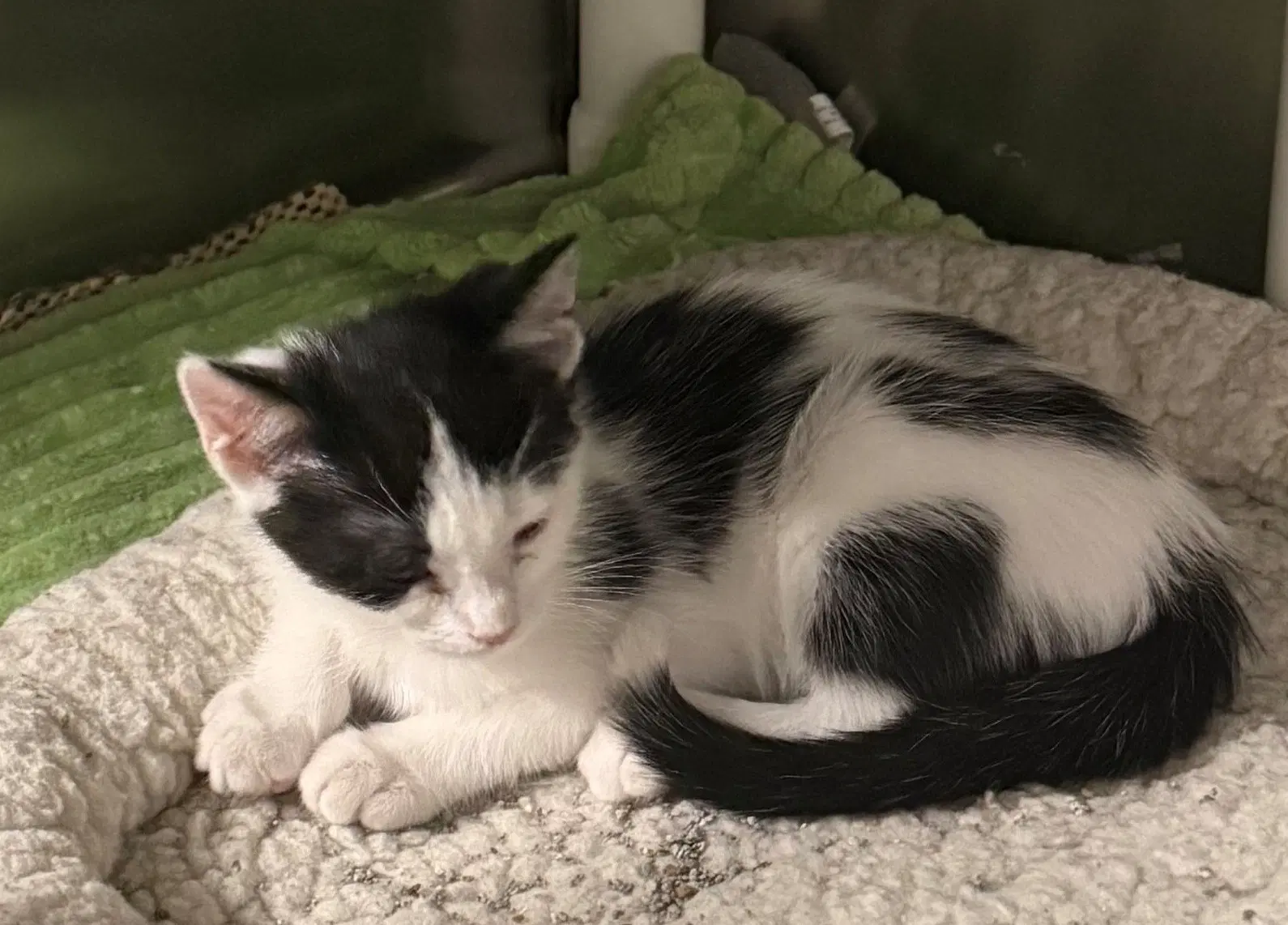 Ariel - Domestic Short Hair