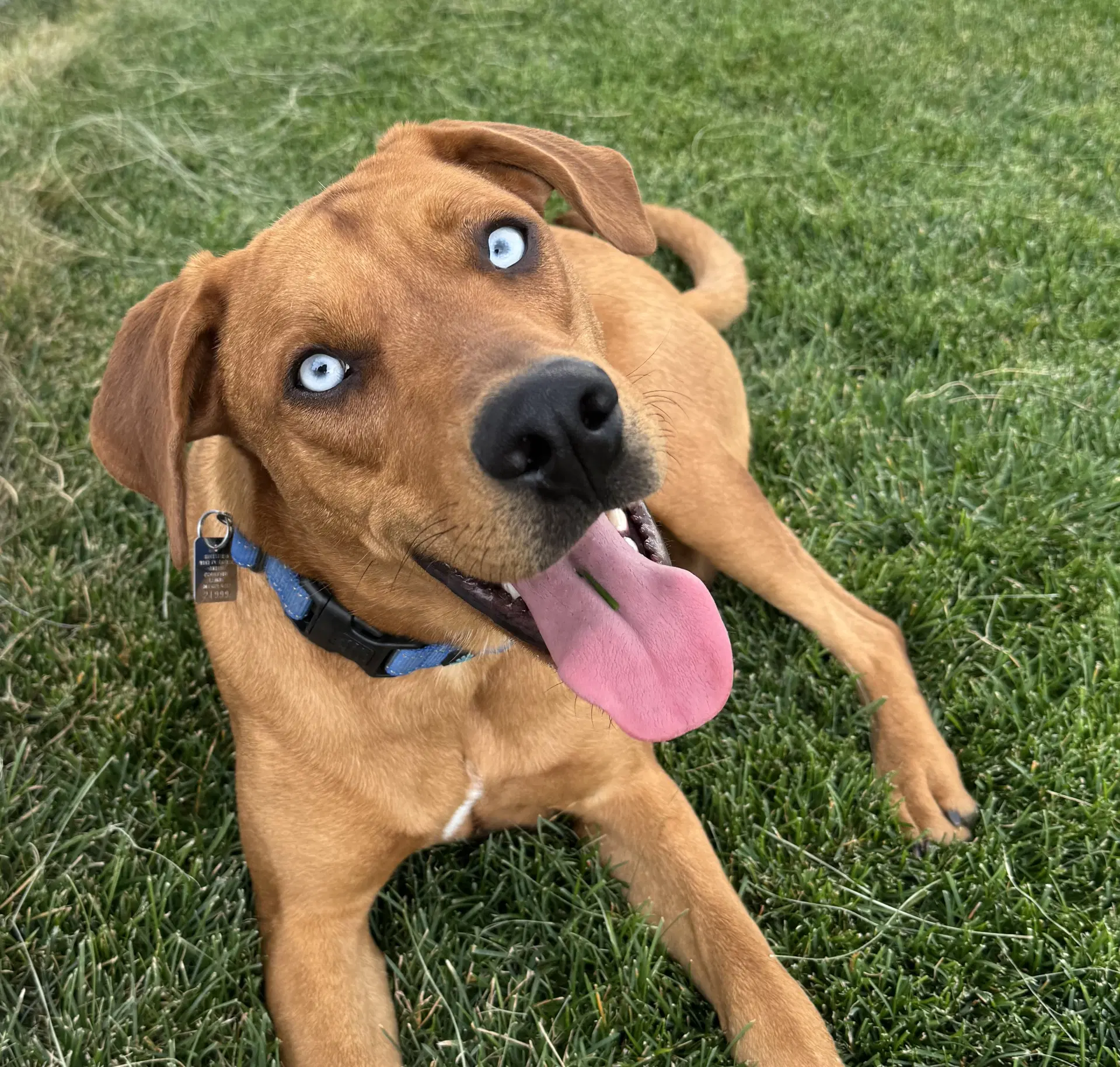 Zucchini - Rhodesian Ridgeback