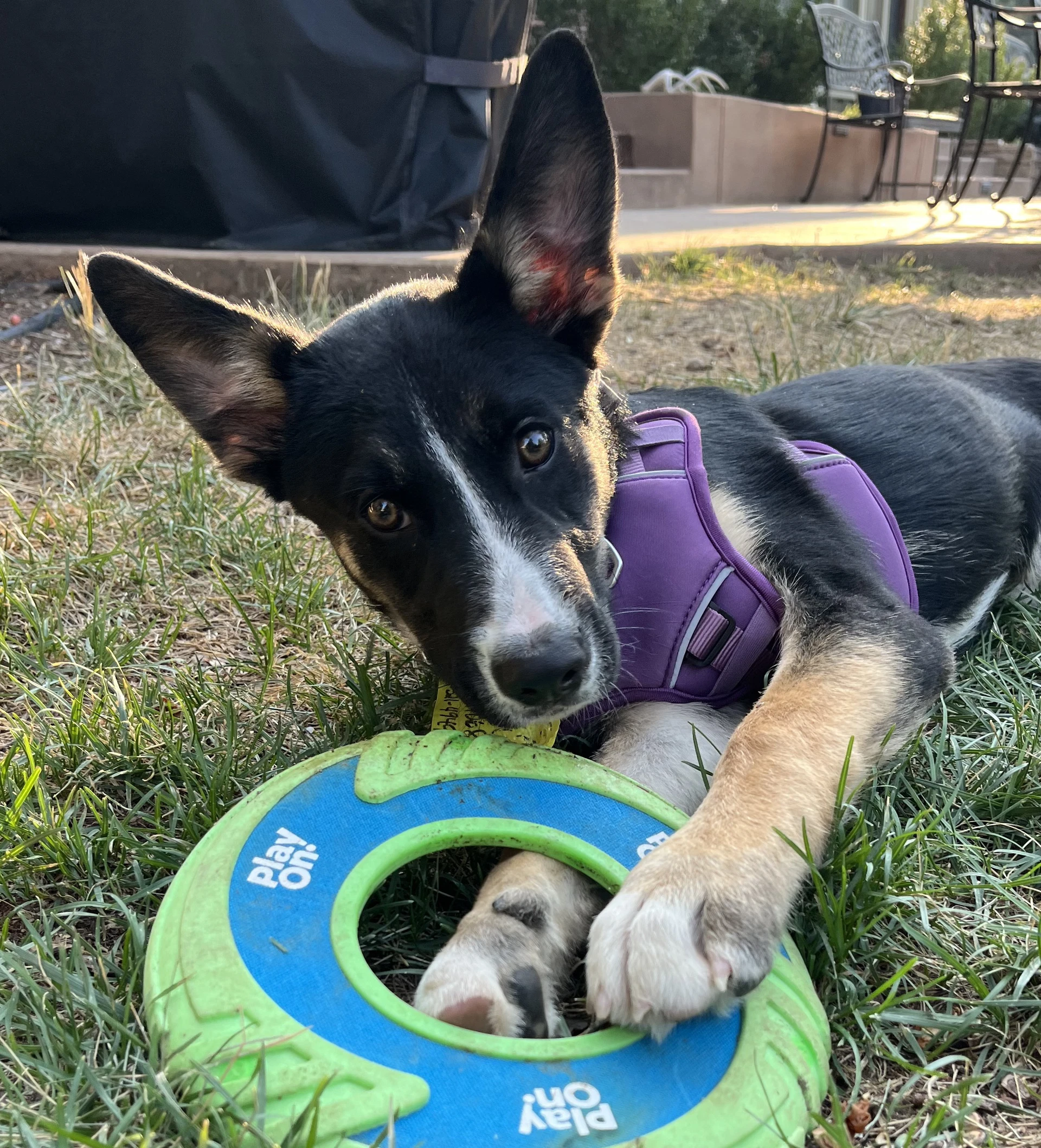 Benji