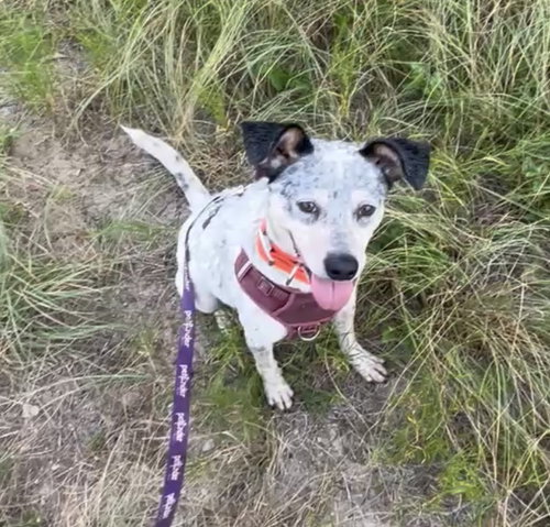 Patches photo 6