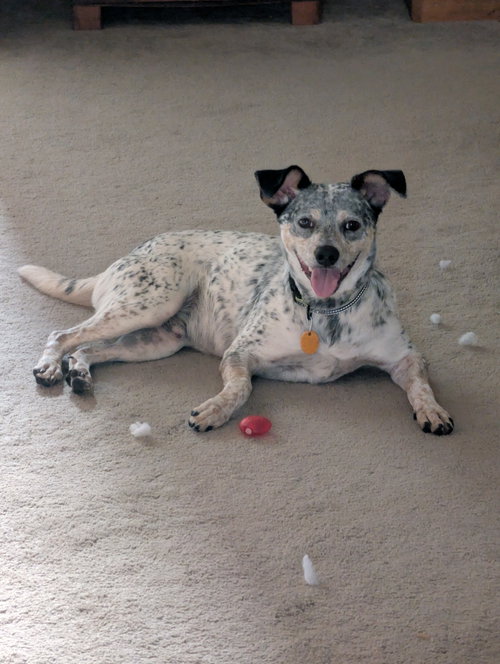 Patches photo 5