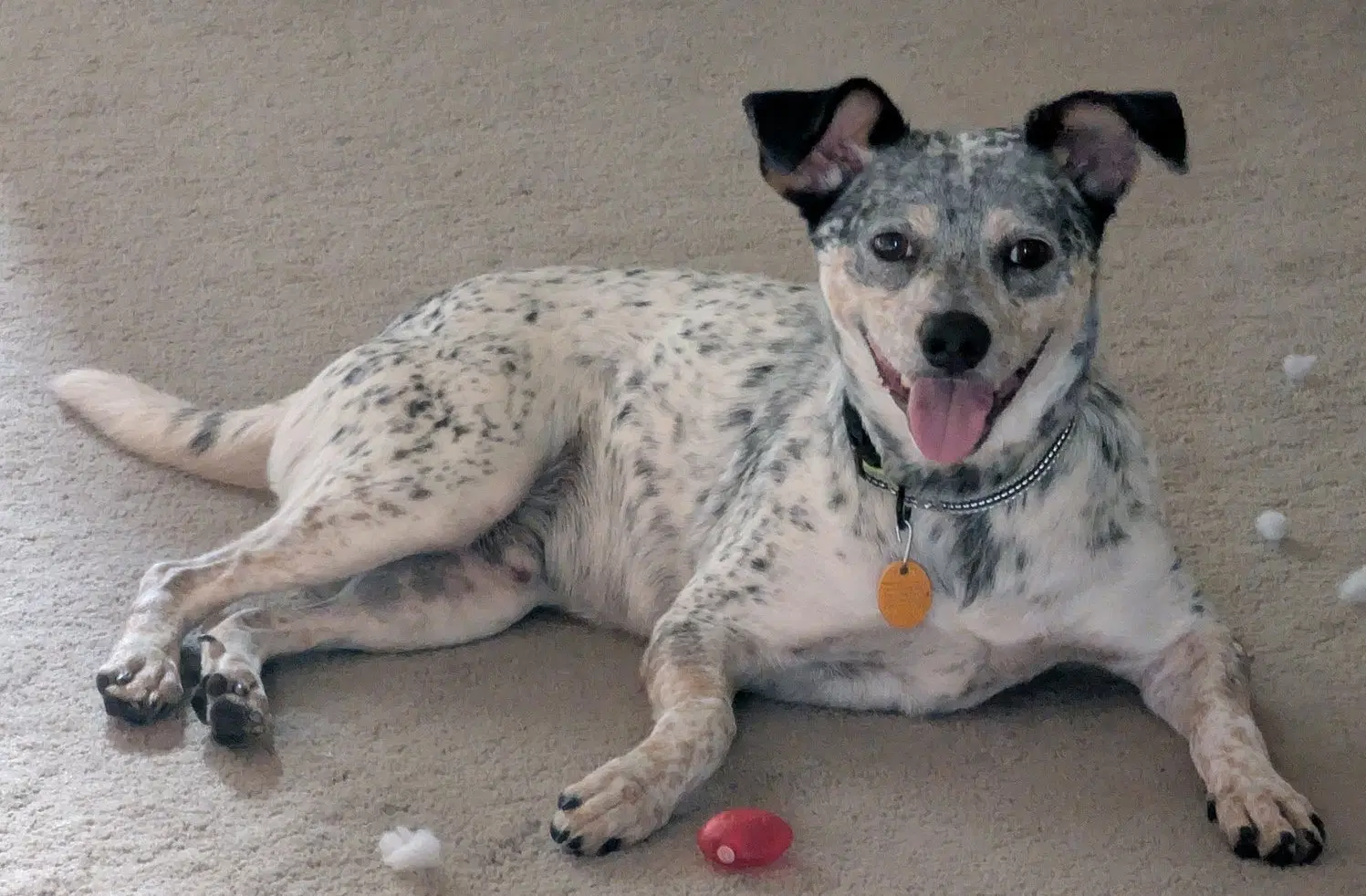 Patches - Australian Cattle Dog/Blue Heeler