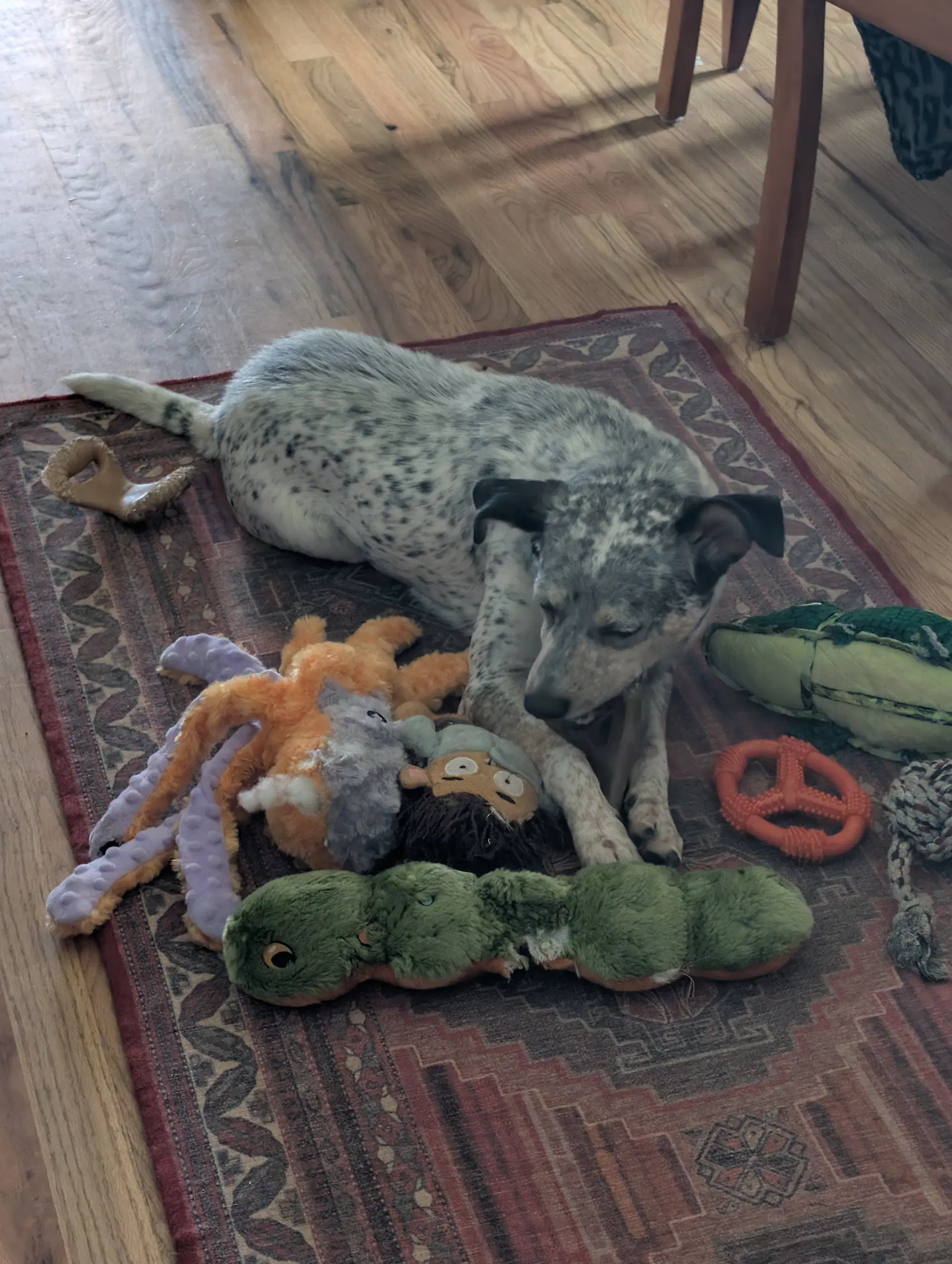Patches - Australian Cattle Dog/Blue Heeler