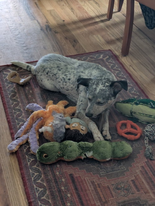 Patches, a dog for adoption from Evergreen Animal Protective League