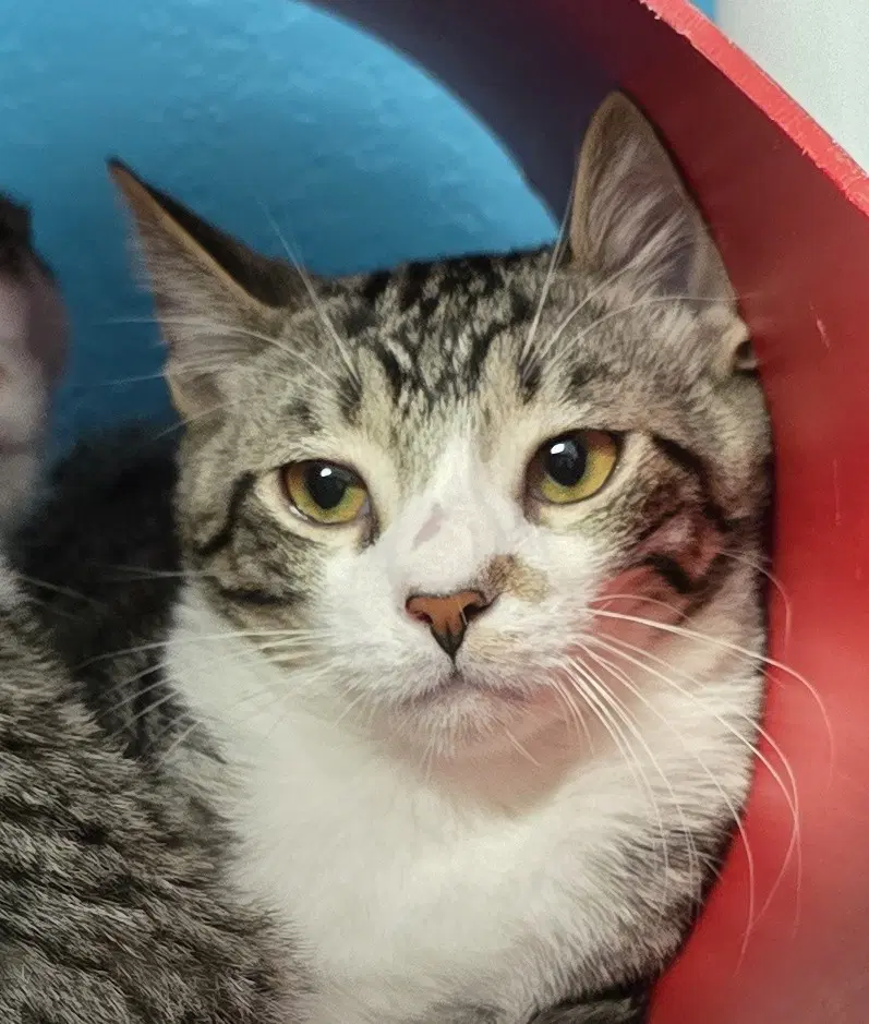 Sebastian - Domestic Short Hair