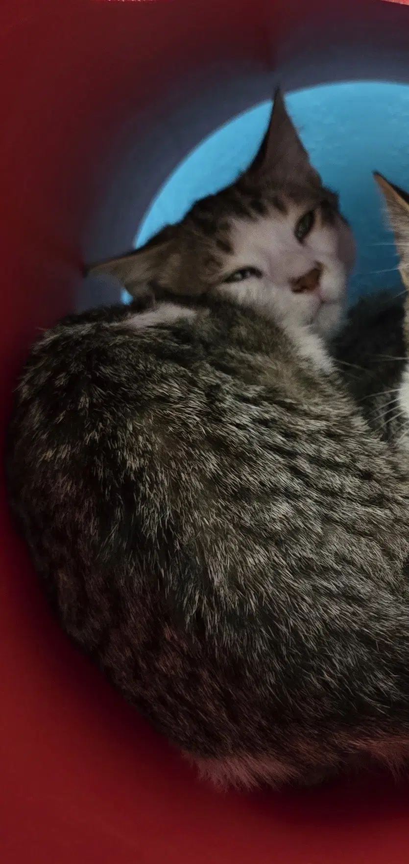 Flounder - Domestic Short Hair