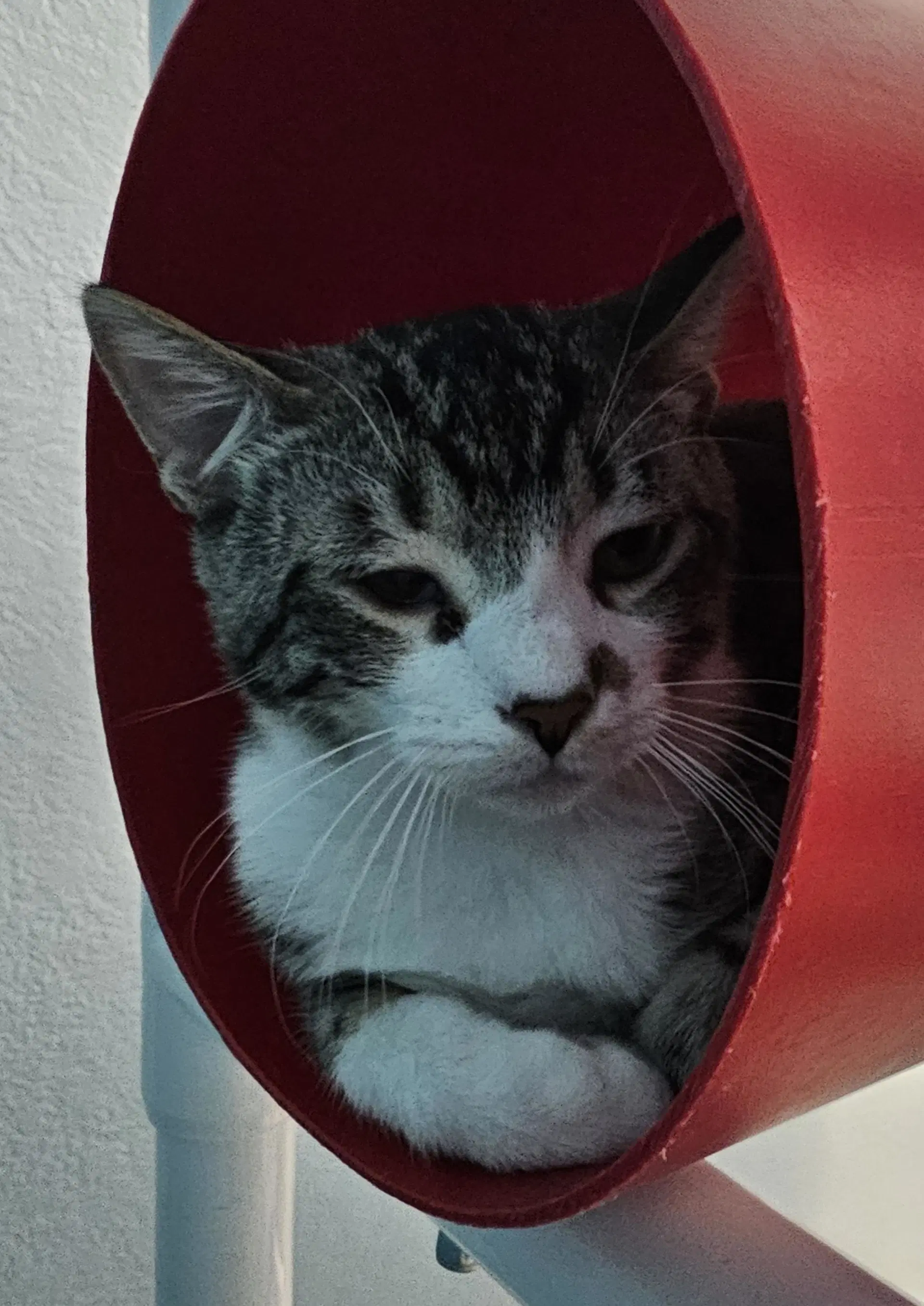 Flounder - Domestic Short Hair