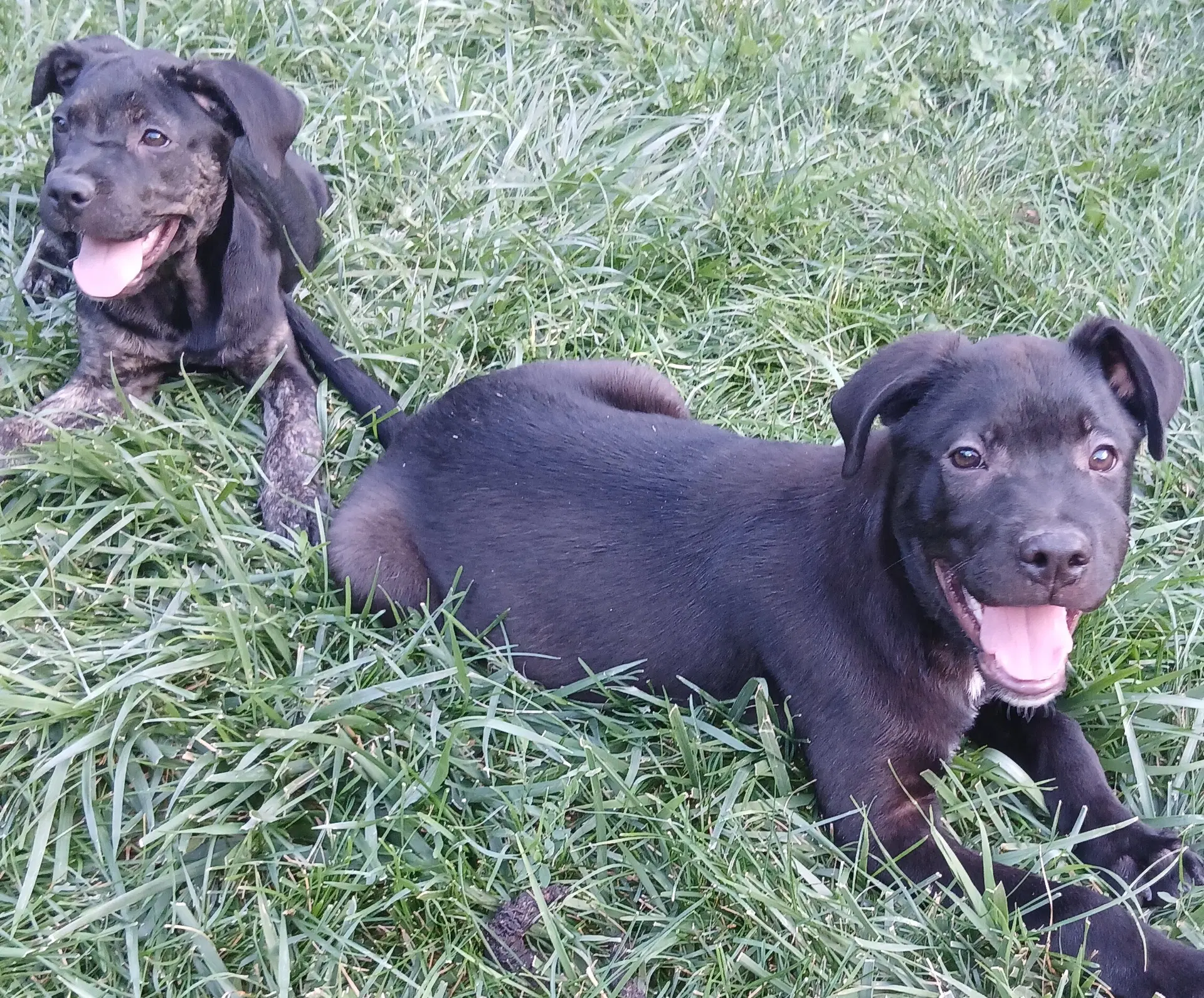 Paraguay - Labrador Retriever