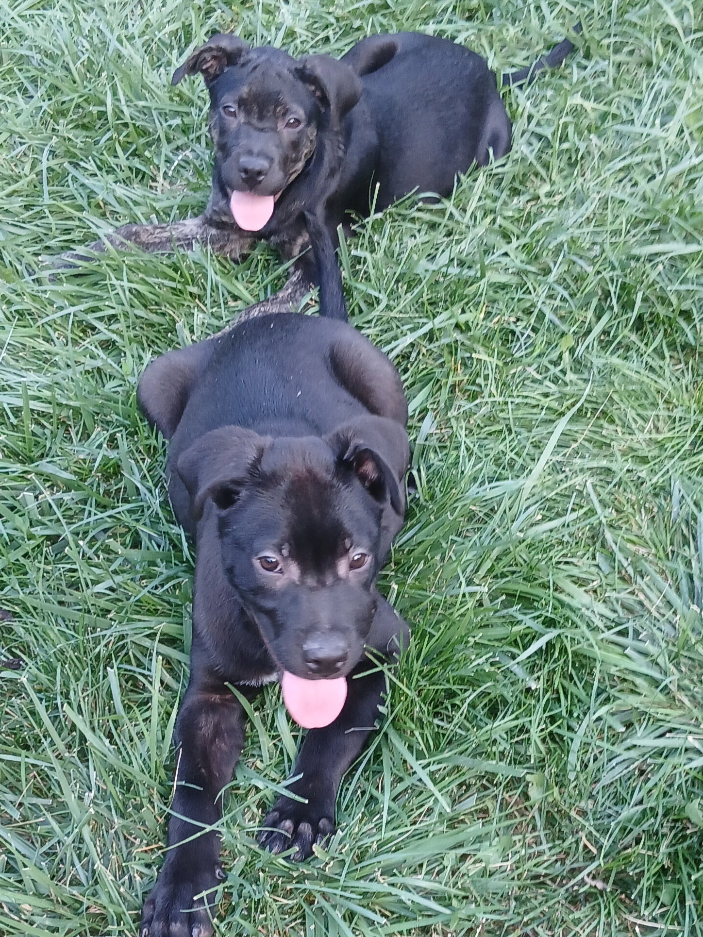 Piper (Lab), photo 13