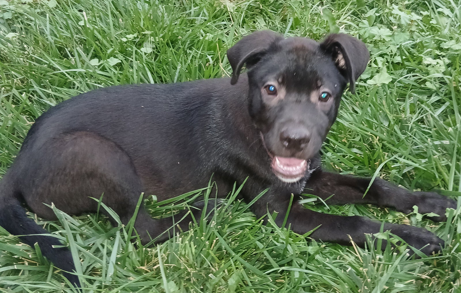 Piper (Lab), photo 12