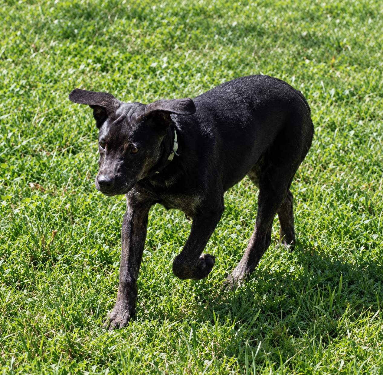 Piper (Lab), photo 8