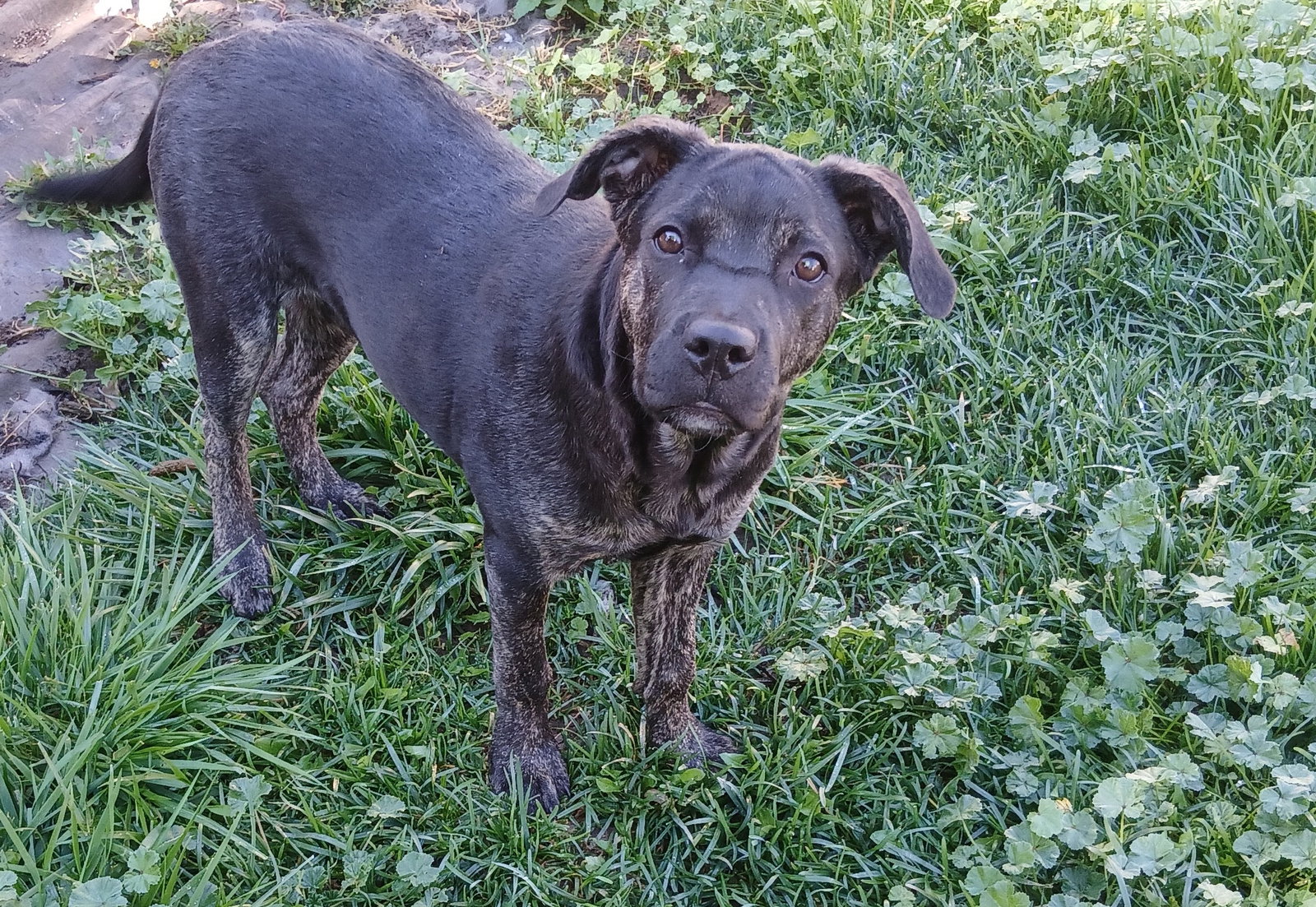 Piper (Lab), photo 2