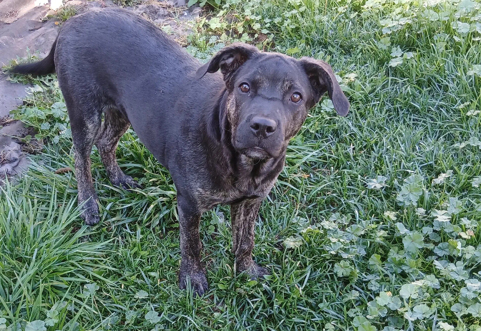Piper Formerly Paraguay - Labrador Retriever