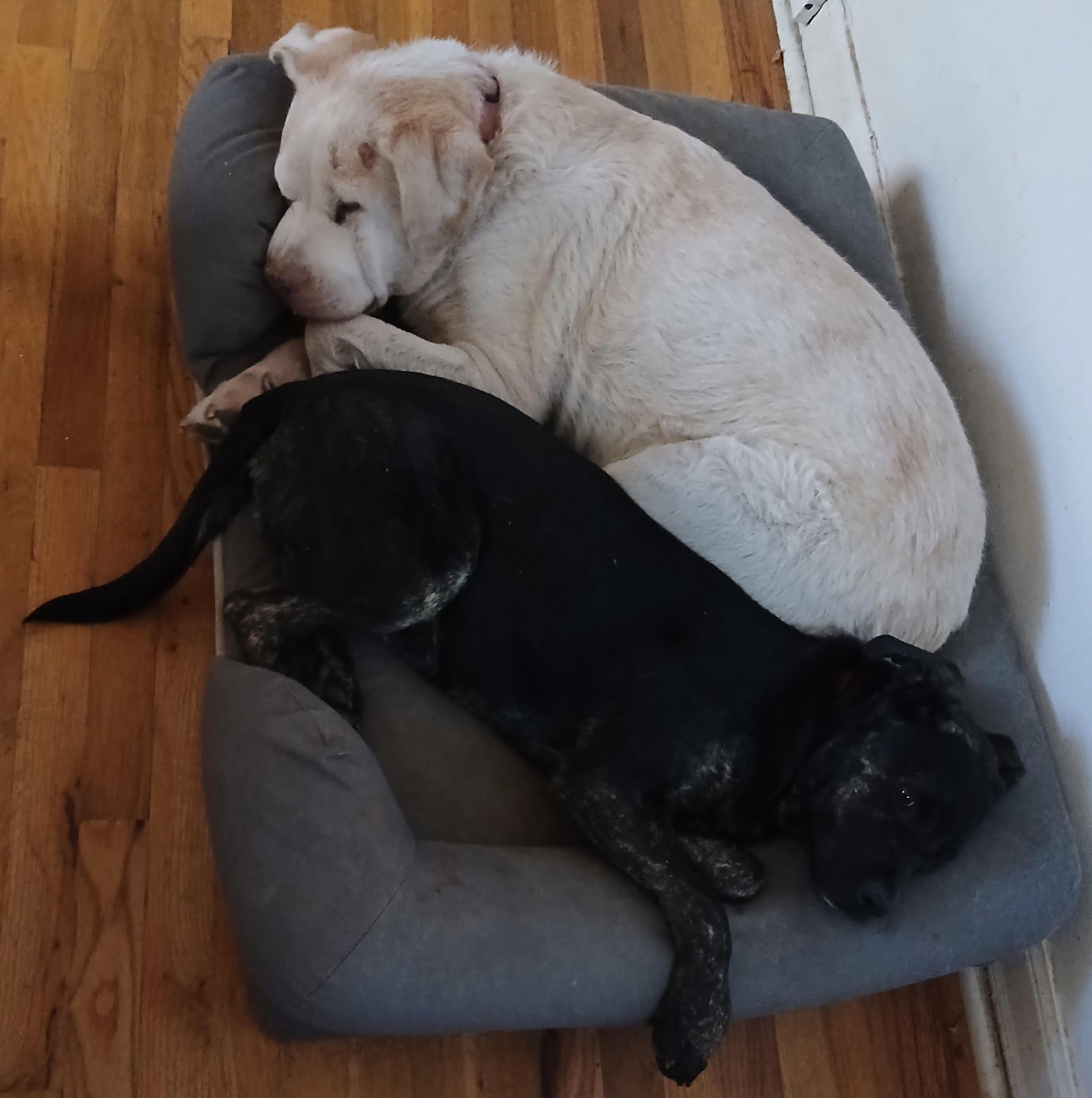 Piper (Lab), photo 6