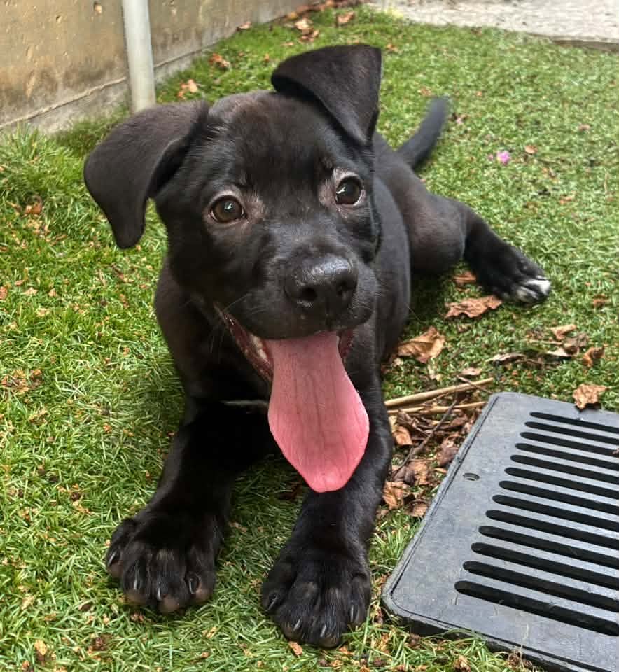 Jordan - Labrador Retriever