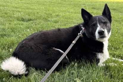Rocky Courtesy Listing, an adoptable Border Collie in Evergreen, CO