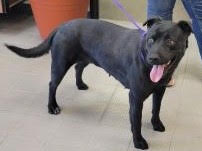 Betty, photo 11
