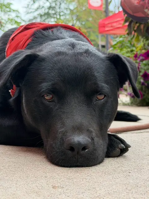 Betty - Black Labrador Retriever