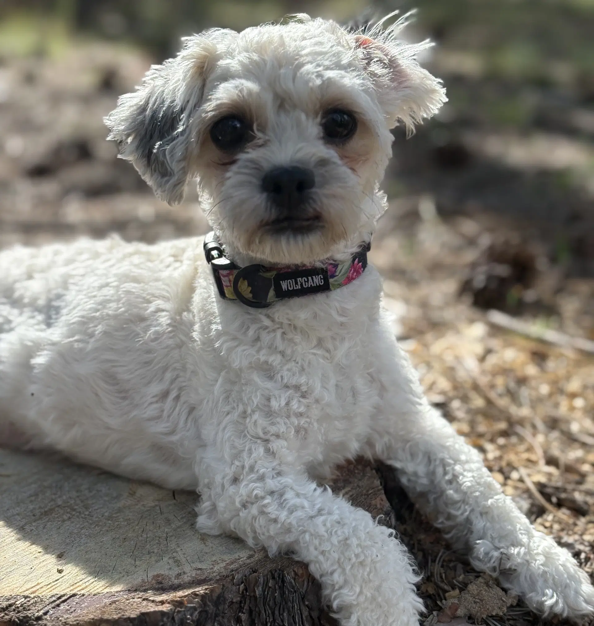 Opal - Shih Tzu