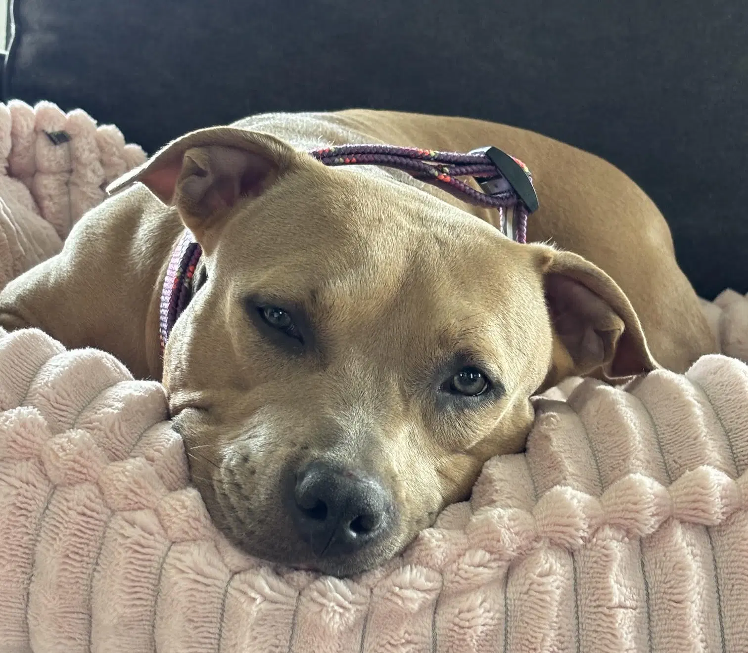 Gabby image 3