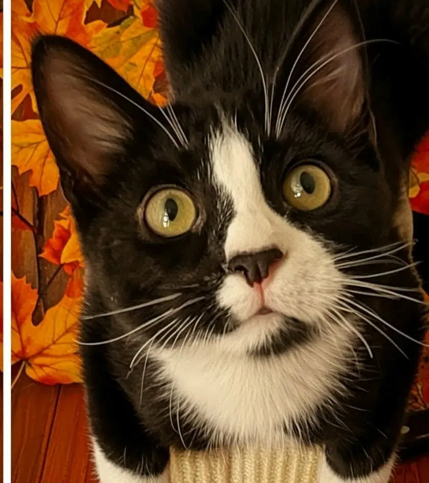 Maxwell - Domestic Short Hair