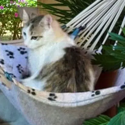 Remi - Domestic Medium Hair