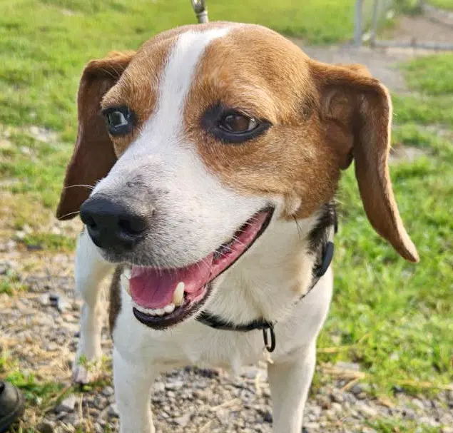 Buck - Beagle
