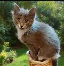 Simon - Domestic Long Hair