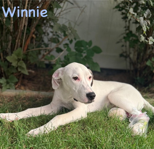 Winnie photo 3