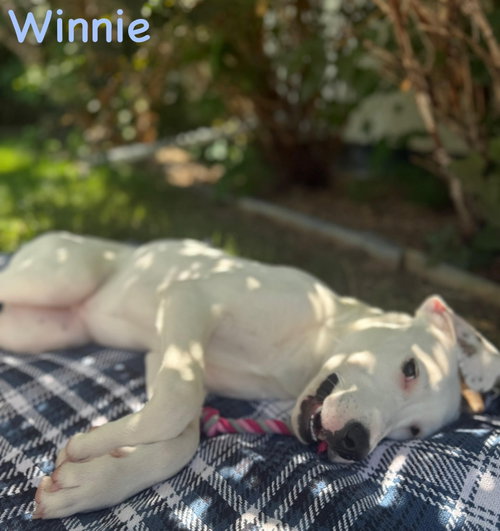 Winnie photo 4