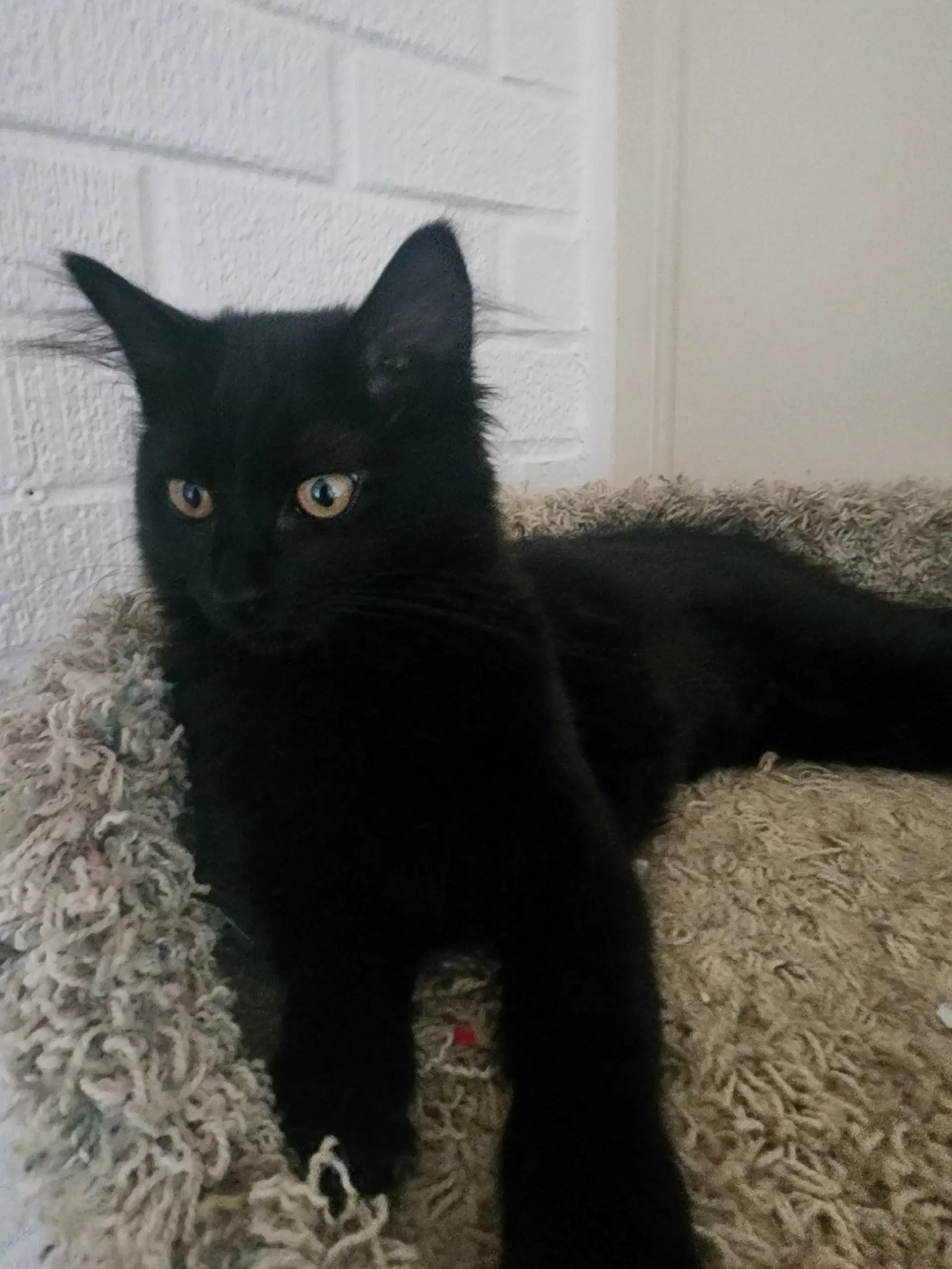 Raven - Domestic Short Hair