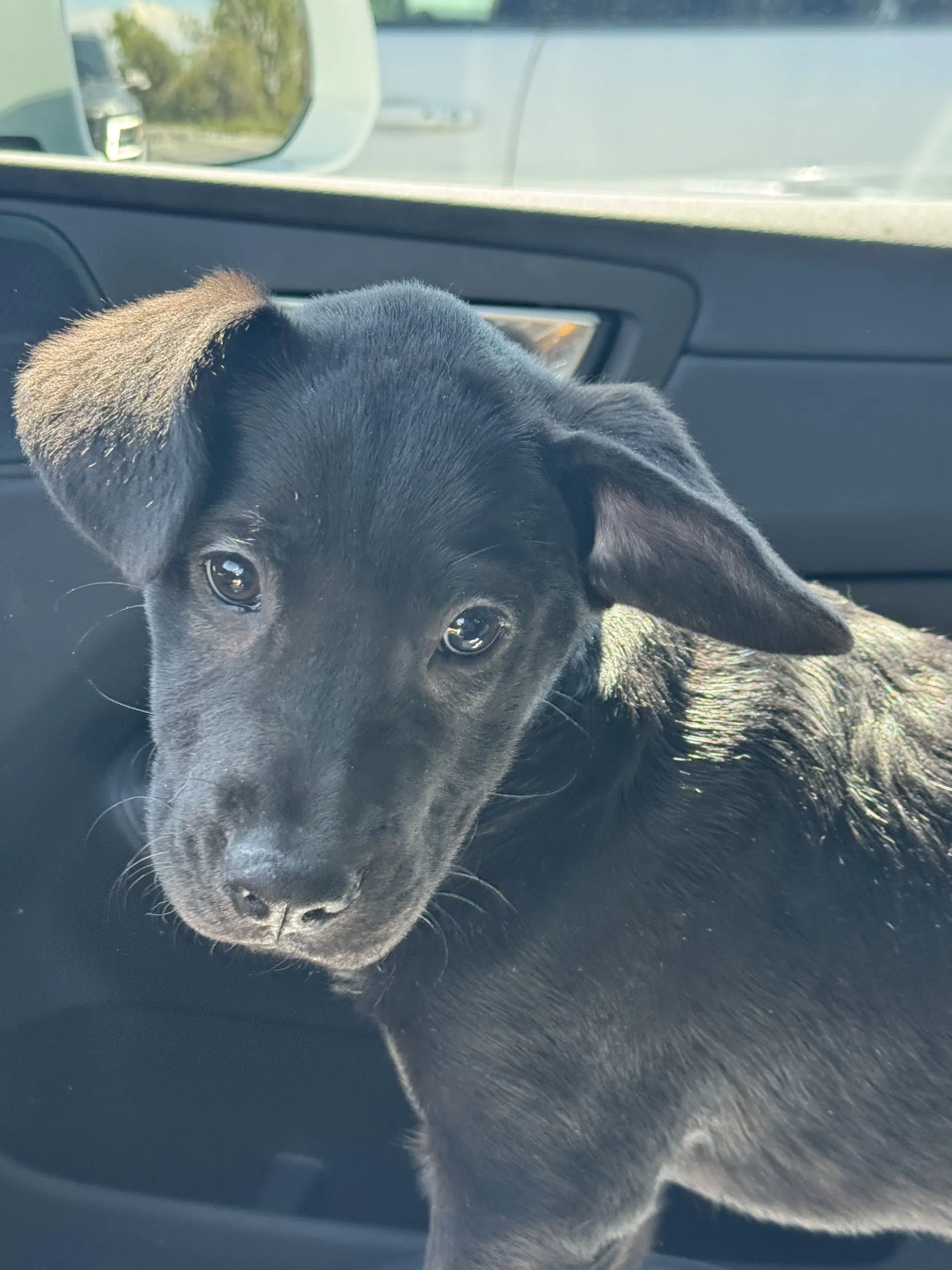 Sarafina - Labrador Retriever