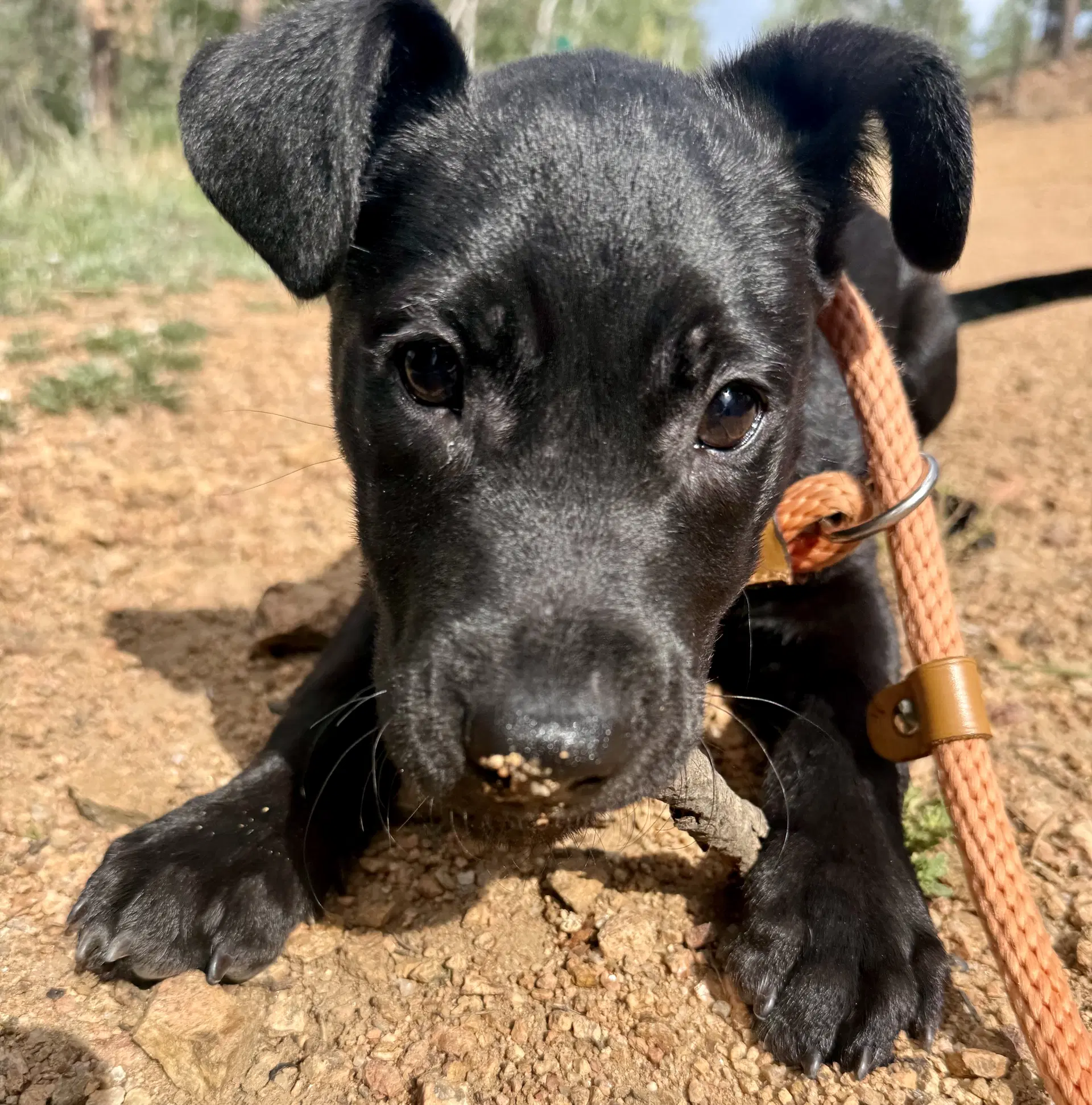 Zazu - Lab Mix