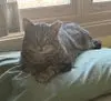 Apollo - Domestic Short Hair