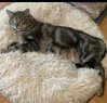 Photo 2 of Apollo