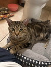 Apollo, photo 3